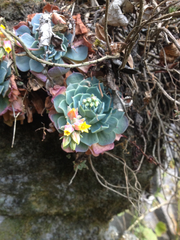 Echeveria secunda