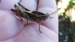 Xyleus discoideus discoideus