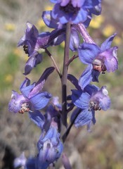 Delphinium parishii