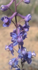 Delphinium parishii