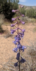 Delphinium parishii