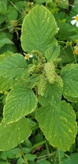 Amaranthus retroflexus