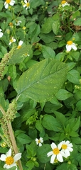 Amaranthus retroflexus