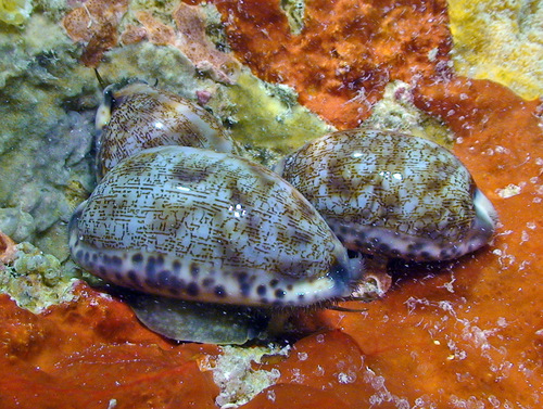 Cypraea eglantina observed 2013-07-15