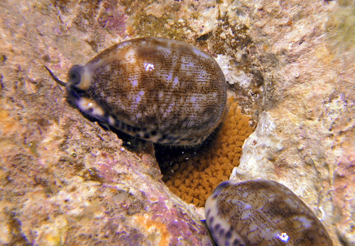 Cypraea eglantina observed 2015-09-20