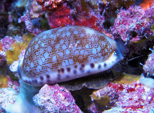 Cypraea eglantina observed 2016-05-23