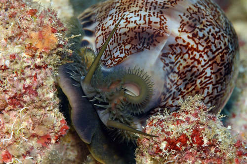 Cypraea eglantina observed 2016-08-01