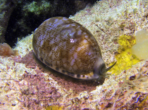 Cypraea eglantina observed 2016-08-16