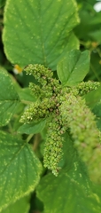 Amaranthus retroflexus