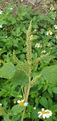 Amaranthus retroflexus