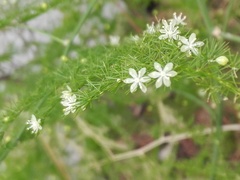 Asparagus setaceus