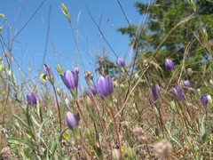 Brodiaea stellaris