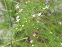 Asparagus setaceus