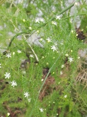 Asparagus setaceus