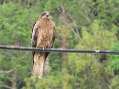 Milvus migrans lineatus