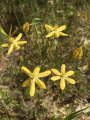 Triteleia ixioides scabra
