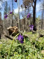 Delphinium gracilentum
