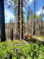 Delphinium gracilentum