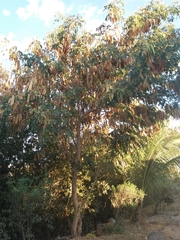 Albizia lebbeck