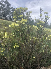Calceolaria hyssopifolia