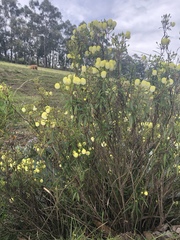 Calceolaria hyssopifolia