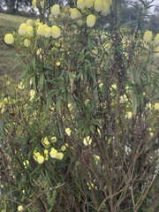 Calceolaria hyssopifolia