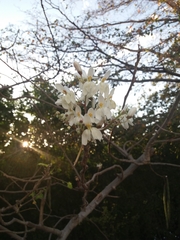 Moringa oleifera