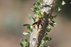 Polistes comanchus navajoe