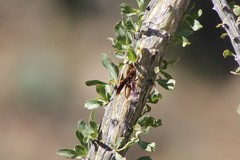 Polistes comanchus navajoe