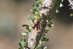 Polistes comanchus navajoe