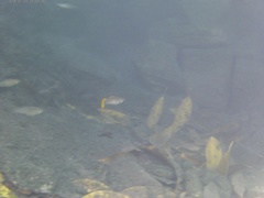 Poecilia mexicana limantouri
