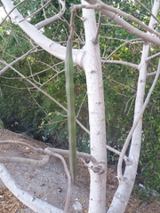 Moringa oleifera