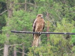 Milvus migrans lineatus