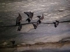 Emballonuridae