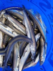 Thaleichthys pacificus