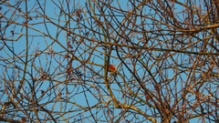 Chrysophlegma miniaceum