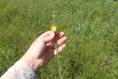 Ludwigia hirtella