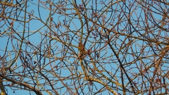 Chrysophlegma miniaceum