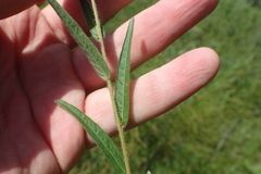 Ludwigia hirtella