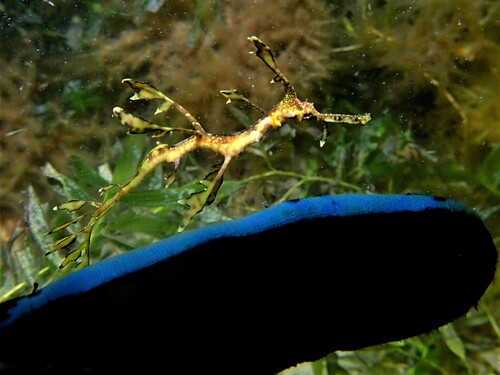 Weedy Seadragon, photo 9 of 9