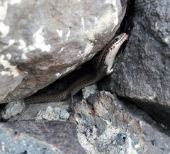 Ragazzi's Bronze Skink photo 2