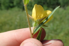 Ludwigia hirtella