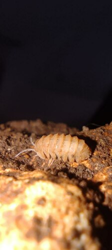 Platanosphaera kournasensis