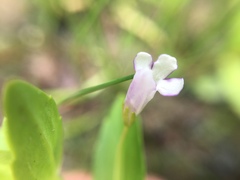 Linderniaceae