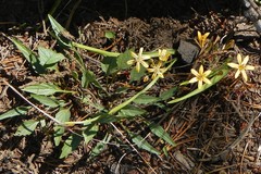 Triteleia ixioides anilina