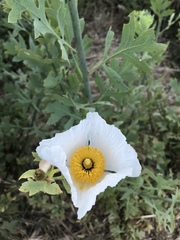 Romneya coulteri