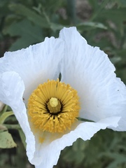 Romneya coulteri
