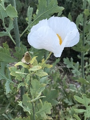 Romneya coulteri