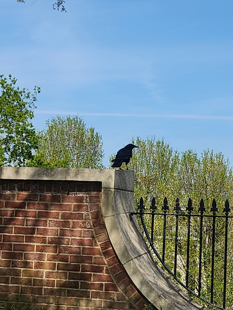 Rook from Norwich NR1, UK on May 10, 2024 at 02:08 PM by Vicki ...