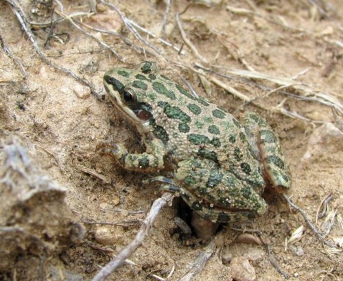 Spotted Chorus Frog photographed in New Mexico